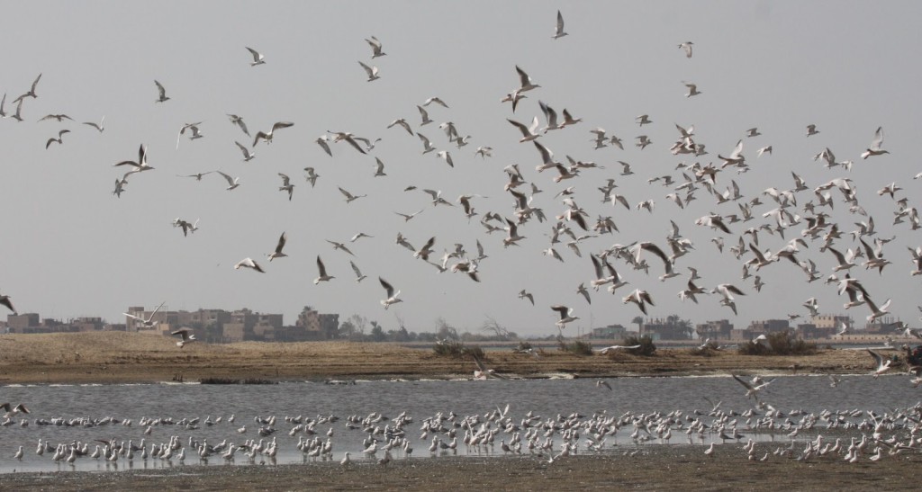 LakeQarun
