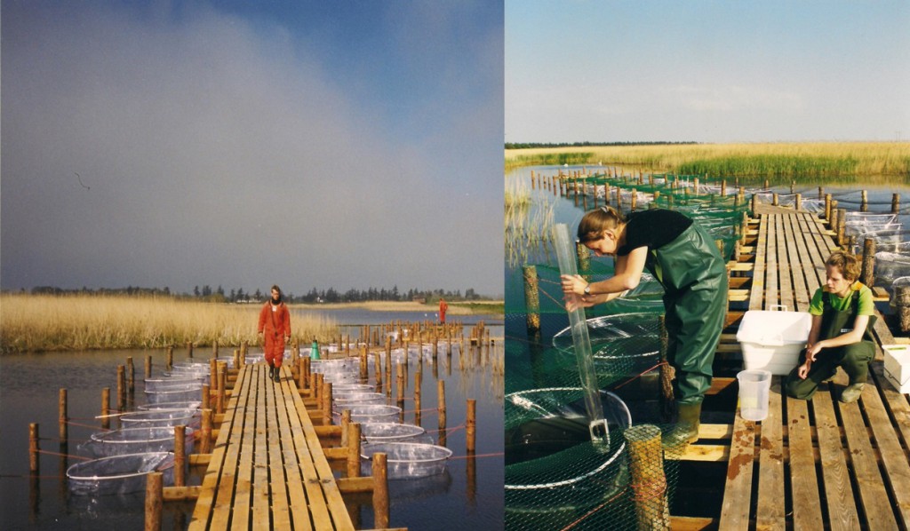 Enclosure experiment (72 units) to study effects of salinity and water level