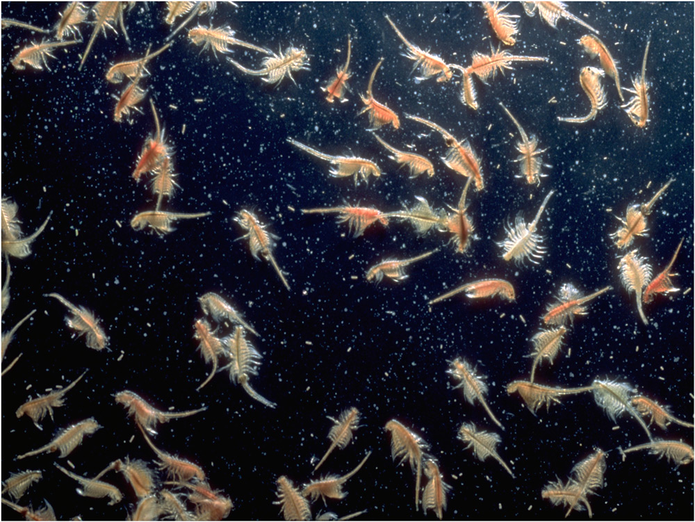 Brine Shrimp by John P. George. Photo from http://fogsl.org/issuesforum/2014/don-leonard/