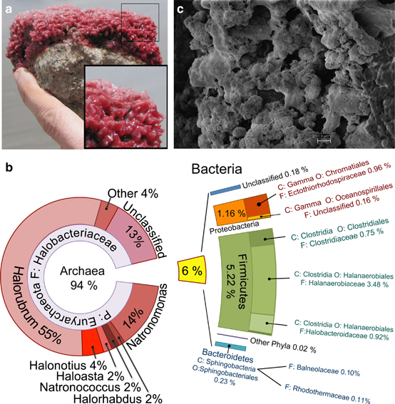 Biofilms from volcano crater in Diamante Lake and metagenomic analysis. Figure from The ISME Journal 10, 299-309 (February 2016), doi:10.1038/ismej.2015.109