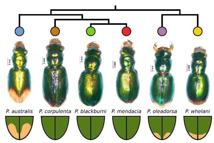 External morphology of samples showing the phylogenetic relationships among tiger beetles.