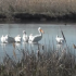 Saline Lakes as Lifelines: Birds Shift to Great Salt Lake as Other Habitats Vanish