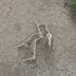 Saline Lakes of the World: Hidden Treasures of Biodiversity Under Threat